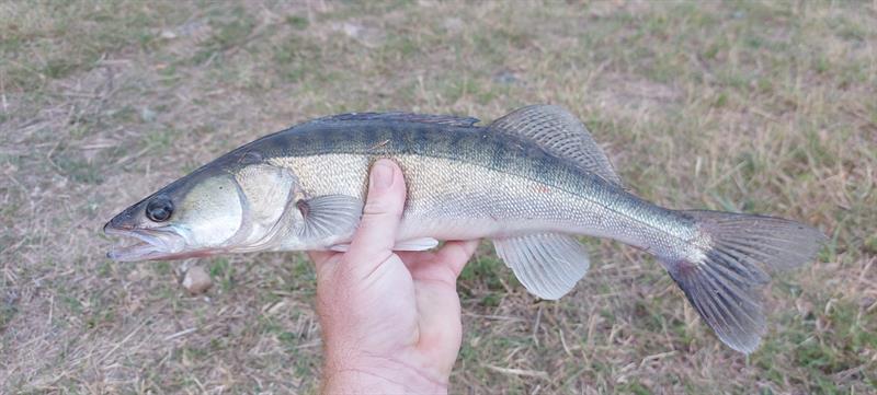 Snoekbaars van 46 cm