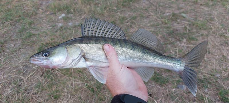 Snoekbaars van 42 cm