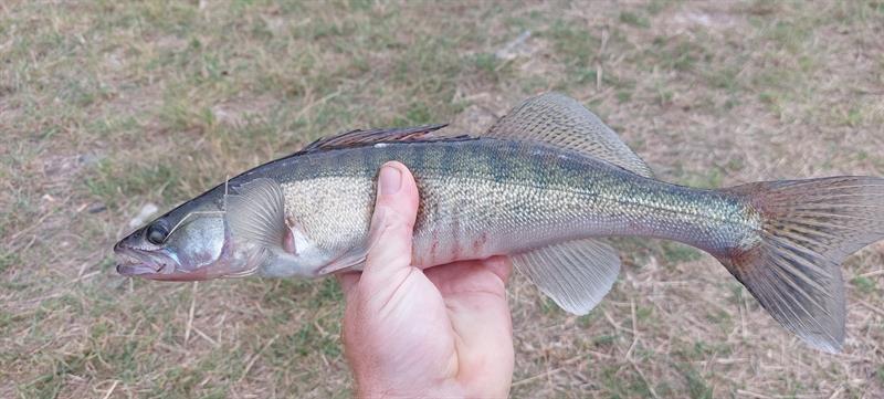 Snoekbaars van 41 cm