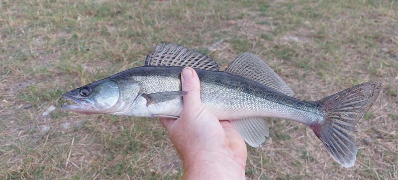 Snoekbaars van 42 cm