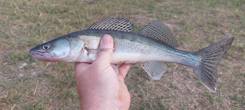 Snoekbaars van 37 cm
