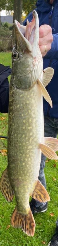 Snoek van 86 cm