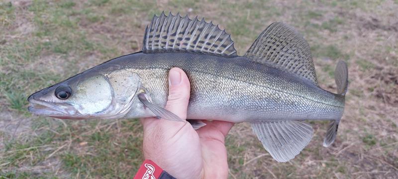Snoekbaars van 45 cm