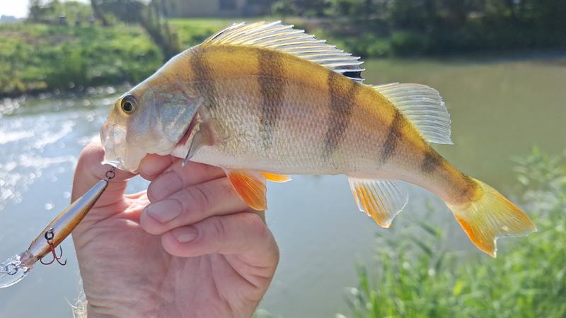 Baars van 24 cm