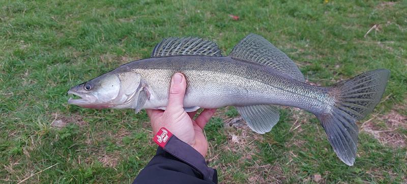 Snoekbaars van 52 cm