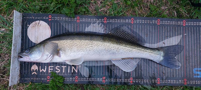 Snoekbaars van 60 cm