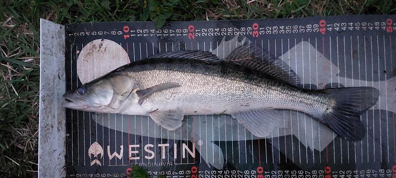 Snoekbaars van 47 cm