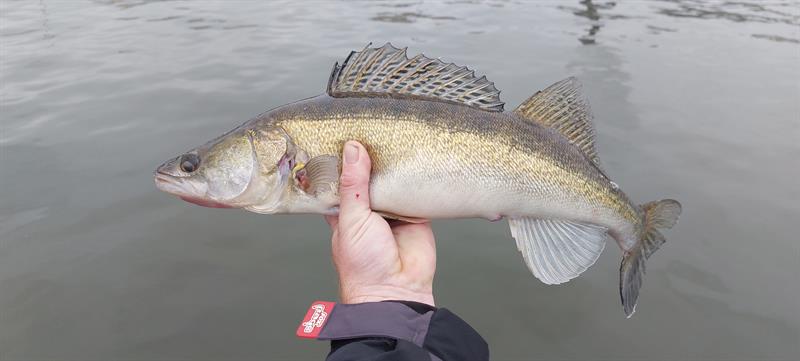 Snoekbaars van 60 cm