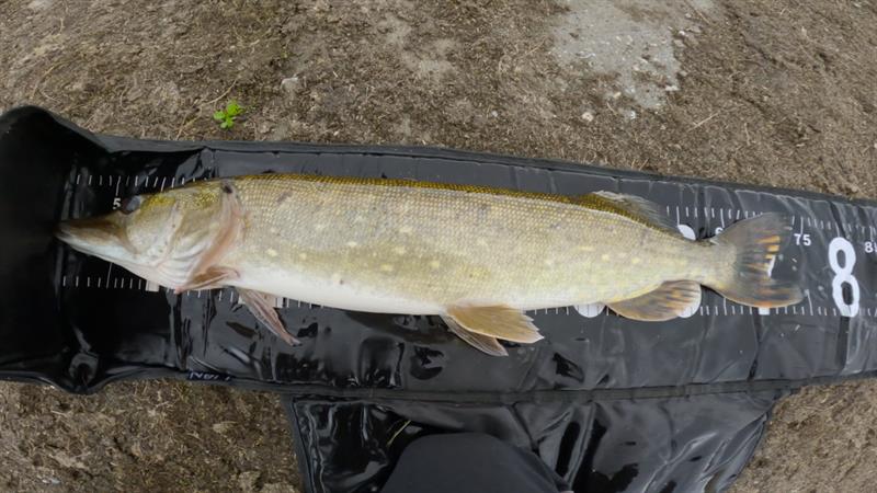 Snoek van 74 cm