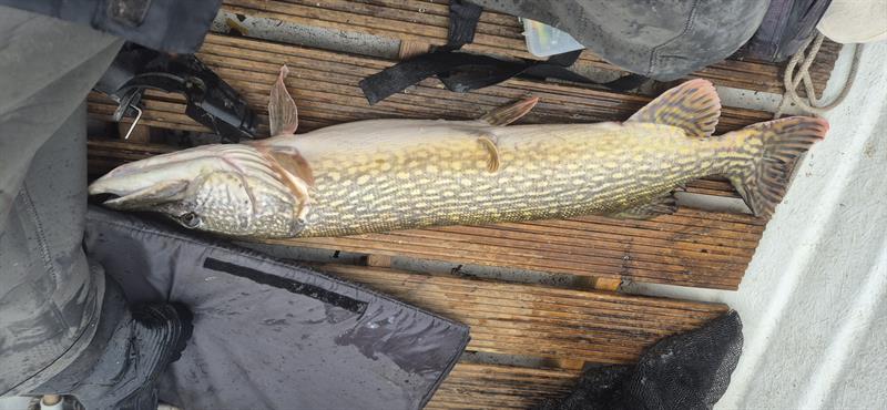 Snoek van 110 cm