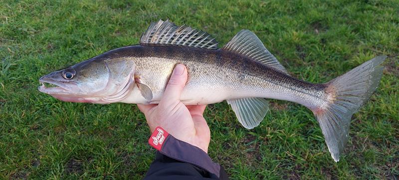 Snoekbaars van 52 cm