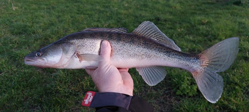 Snoekbaars van 51 cm