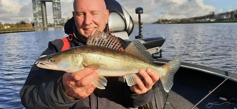 Snoekbaars van 46-50 cm