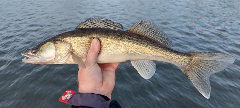 Snoekbaars van 49 cm