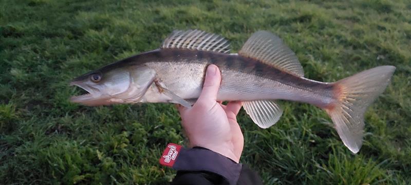 Snoekbaars van 48 cm