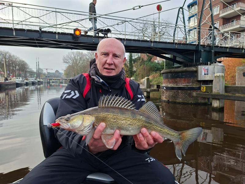 Snoekbaars van 46-50 cm