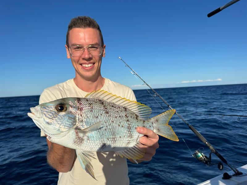 Blue stiped large eye bream van 51-55 cm