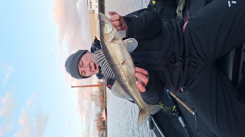 Snoekbaars van 46-50 cm