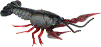 Savage Gear 3D Crayfish